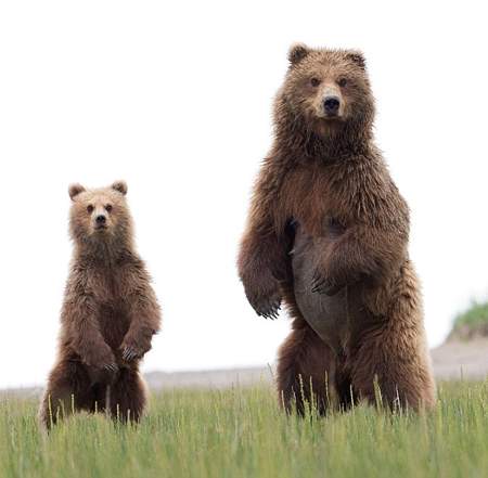 standing bear
